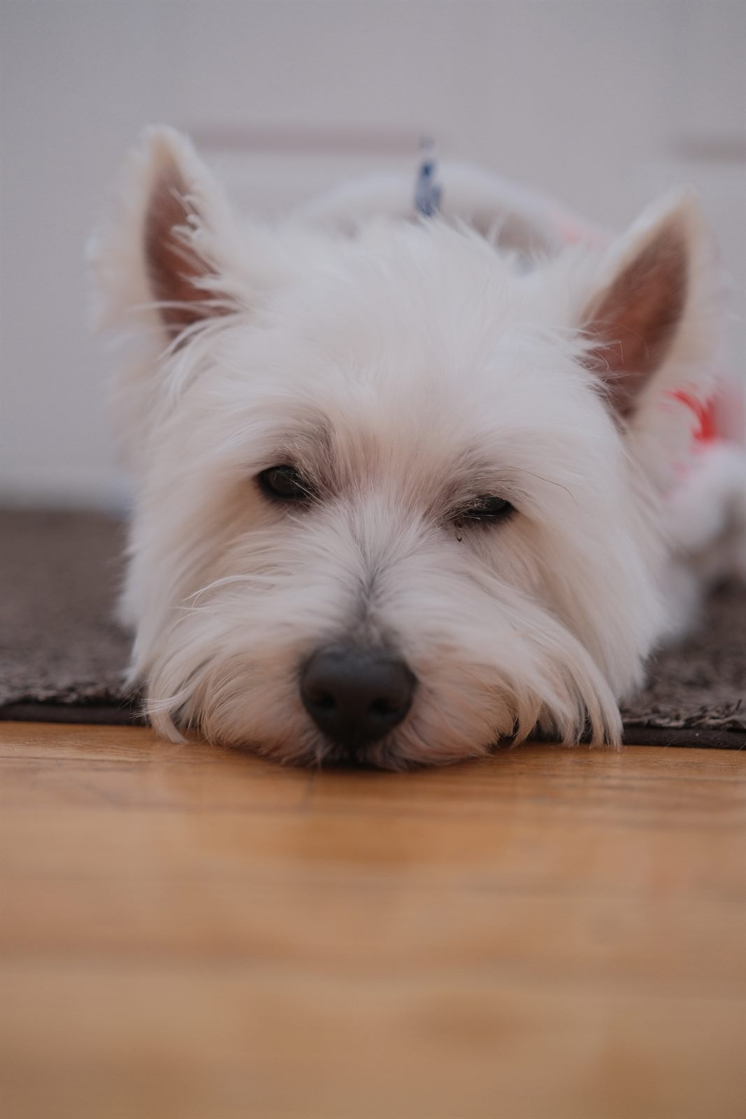 Timo lying with his chin on the floor