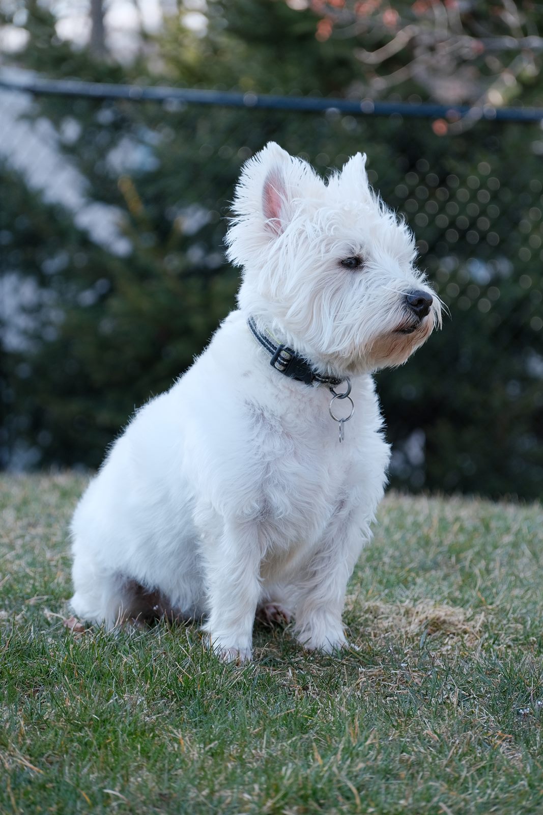 Timo sitting on the grass outside