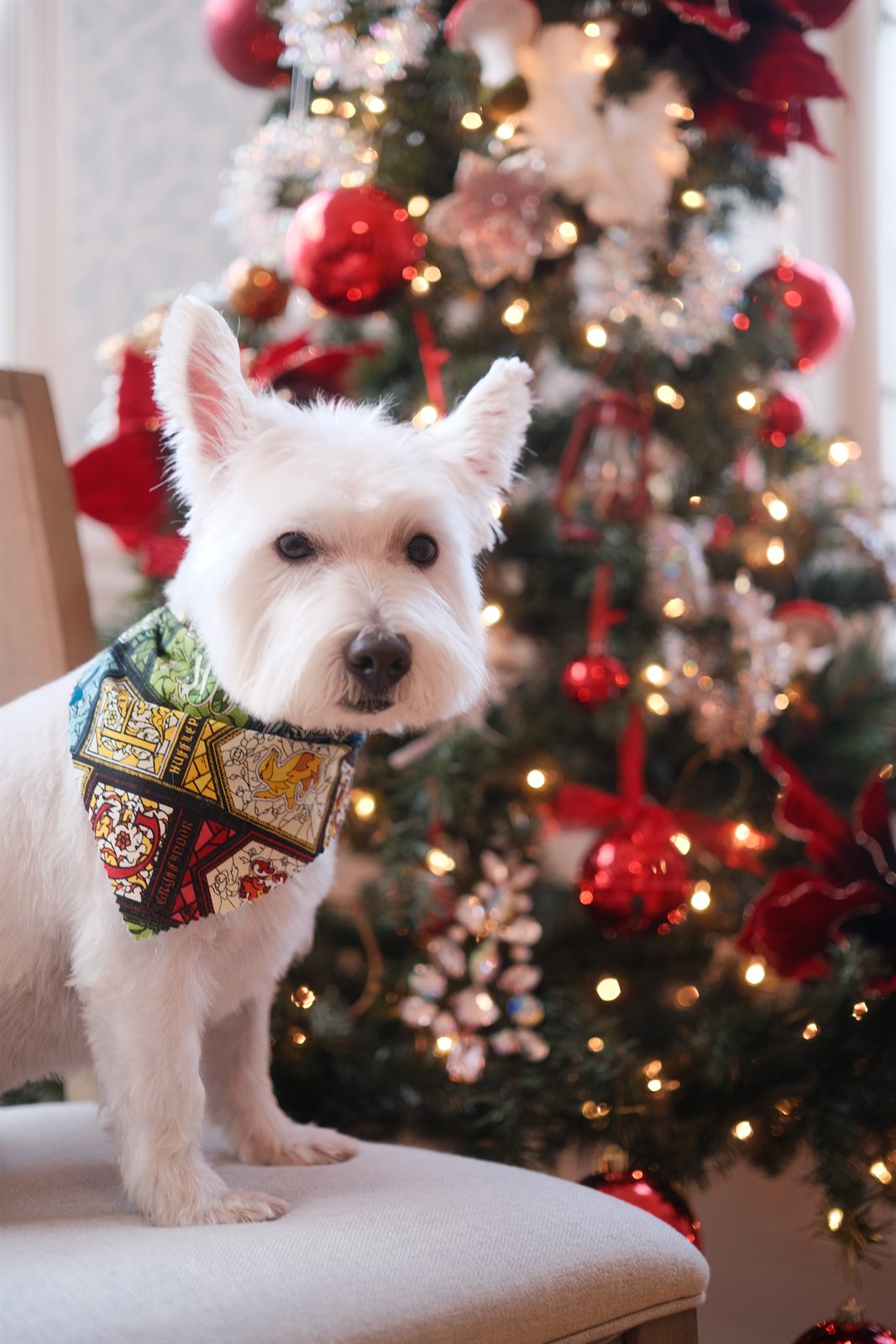 Timo on a chair in front of the Christmas tree wearing a bandana