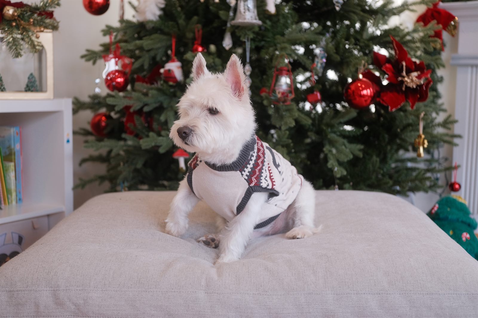 Timo in a knit sweater in front of the Christmas tree