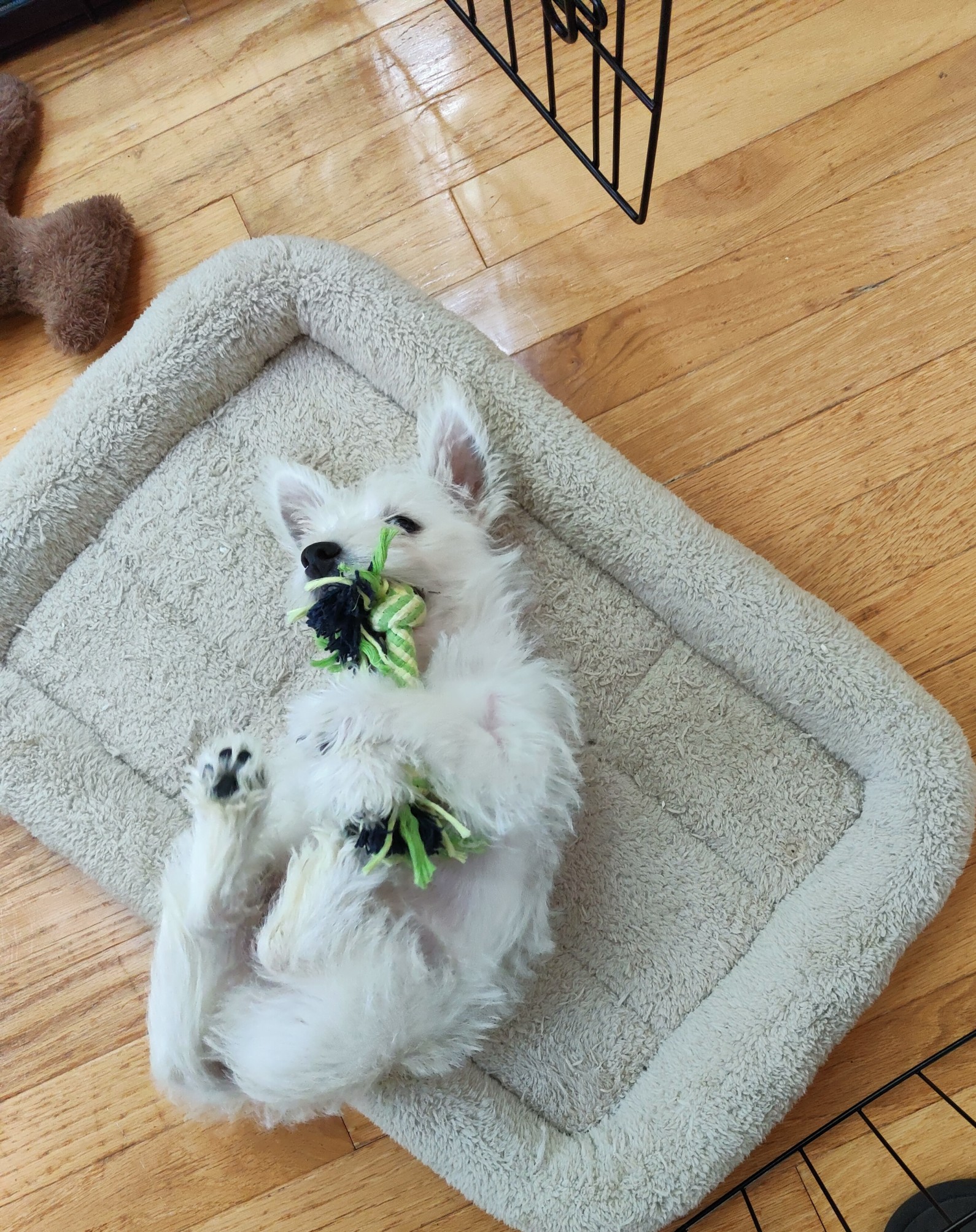 Enjoying the New Bed